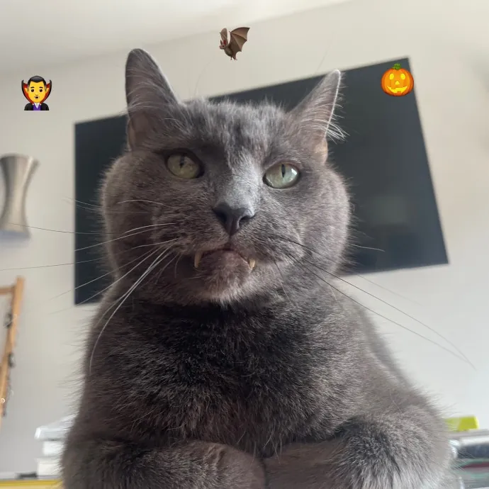 Rob The Expurrt Cat Sitter