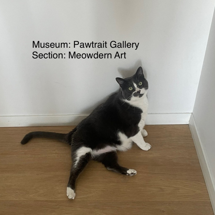 Rob The Expurrt Cat Sitter