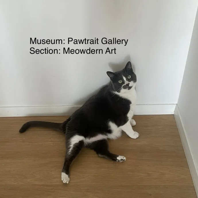 Rob The Expurrt Cat Sitter