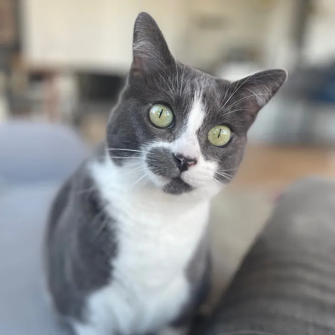 Rob The Expurrt Cat Sitter