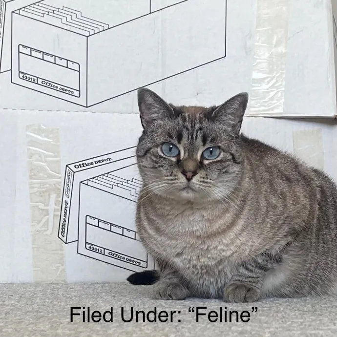 Rob The Expurrt Cat Sitter