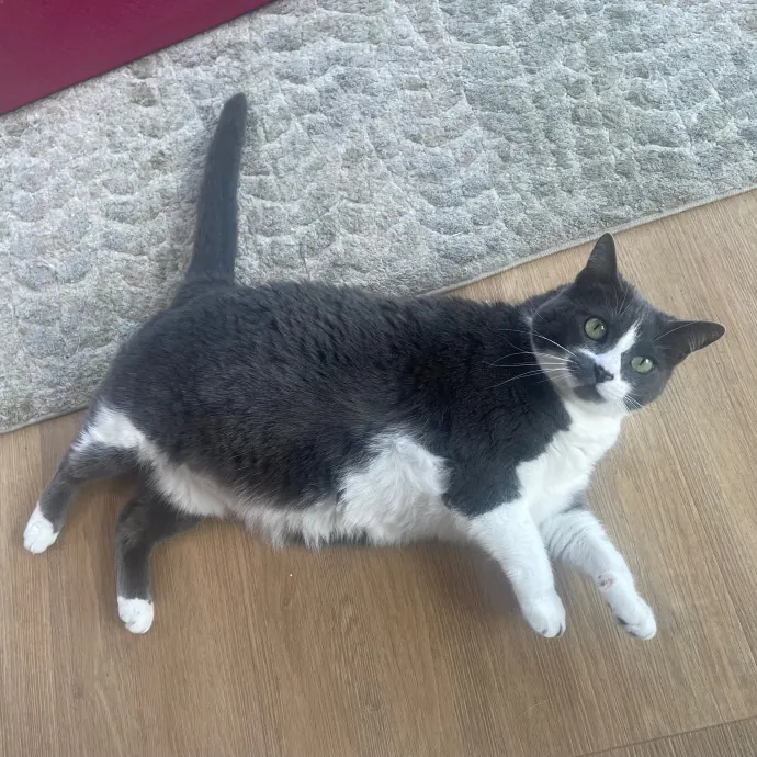 Rob The Expurrt Cat Sitter