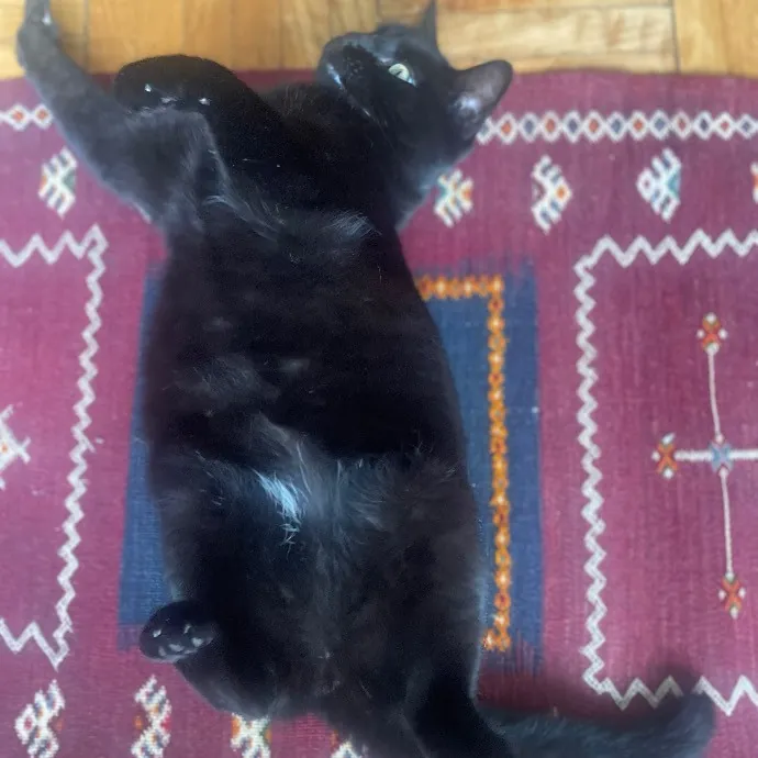 Rob The Expurrt Cat Sitter