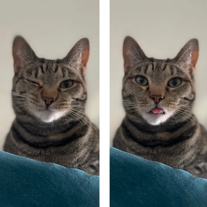 Rob The Expurrt Cat Sitter