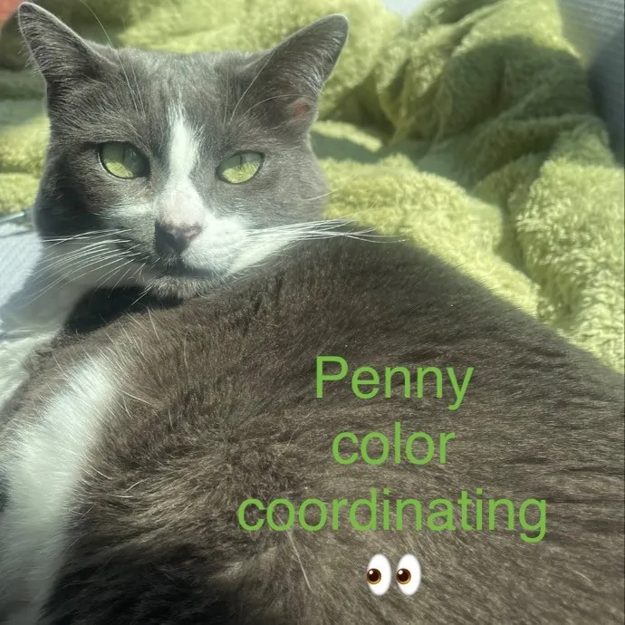 Rob The Expurrt Cat Sitter