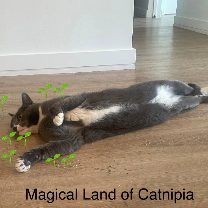 Rob The Expurrt Cat Sitter