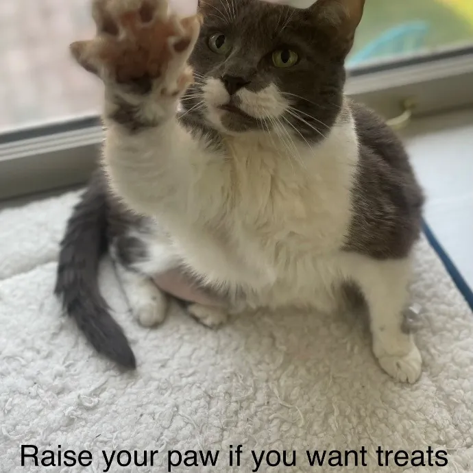 Rob The Expurrt Cat Sitter