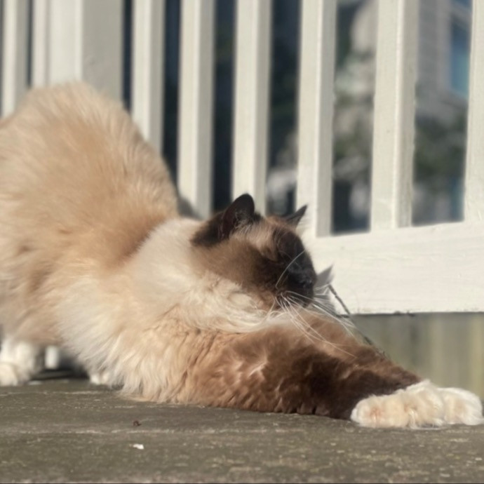 Rob The Expurrt Cat Sitter