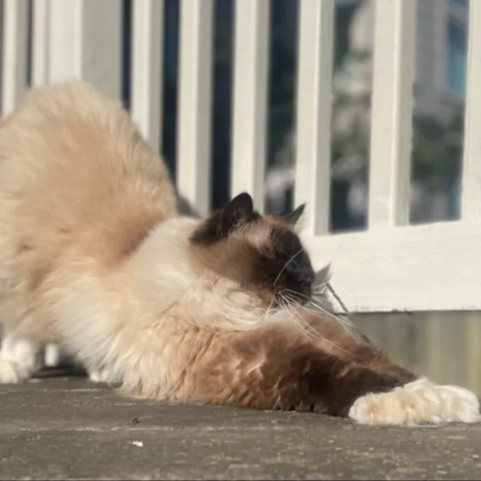 Rob The Expurrt Cat Sitter