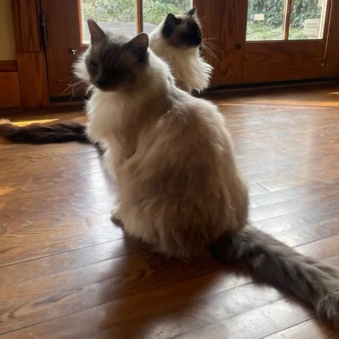 Rob The Expurrt Cat Sitter