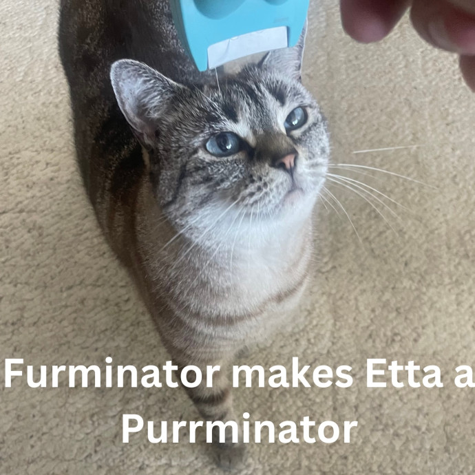 Rob The Expurrt Cat Sitter