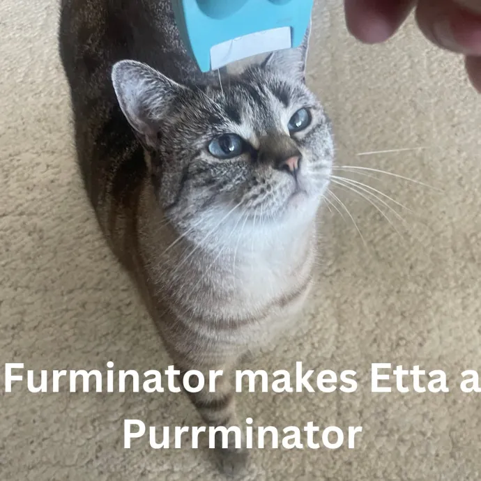 Rob The Expurrt Cat Sitter photo 4