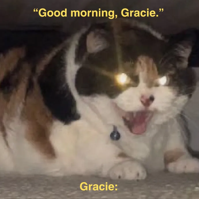 Rob The Expurrt Cat Sitter photo 3