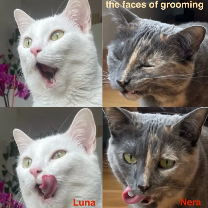 Rob The Expurrt Cat Sitter photo 2