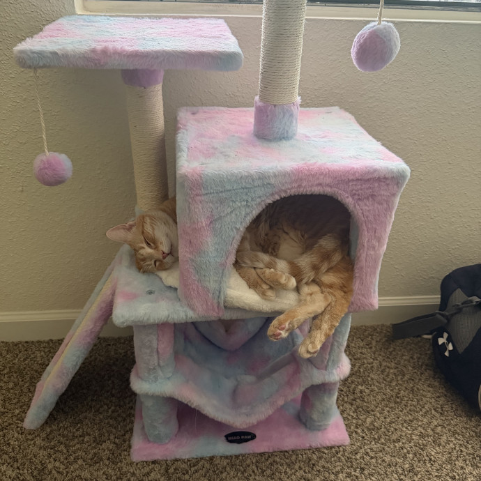 Quirky Cat Loving Redhead