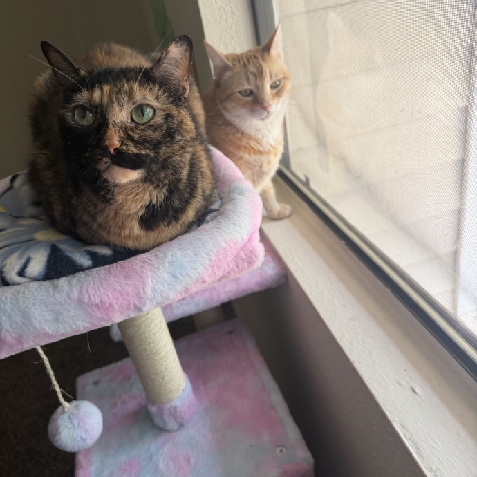 Quirky Cat Loving Redhead