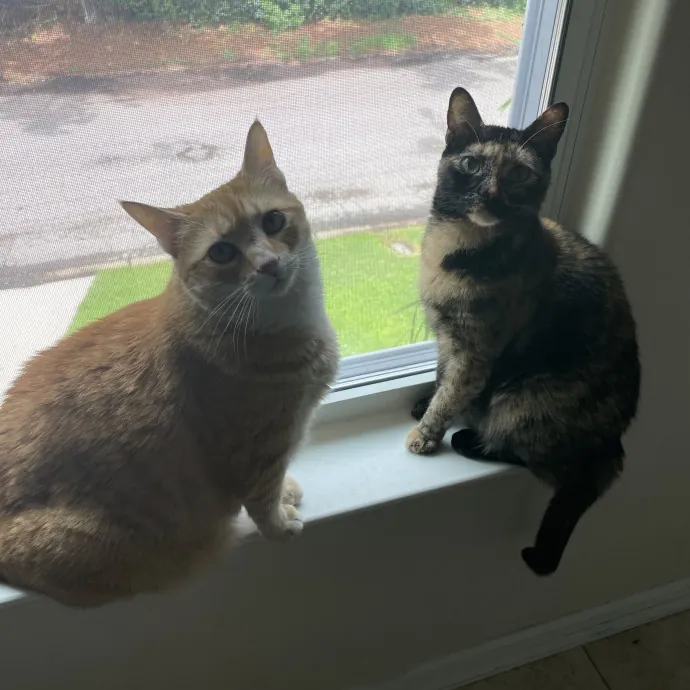 Quirky Cat Loving Redhead