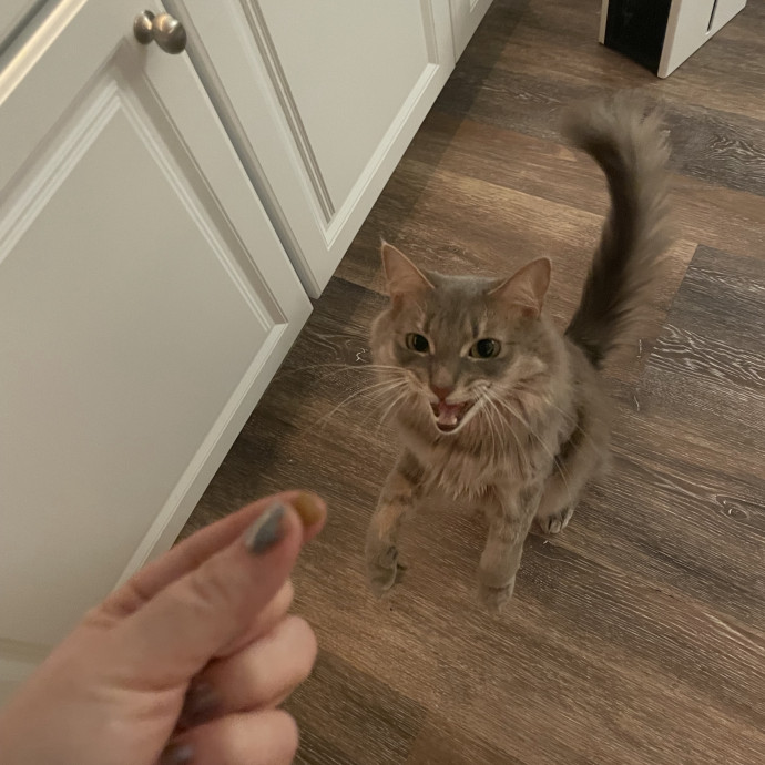 Quirky Cat Loving Redhead