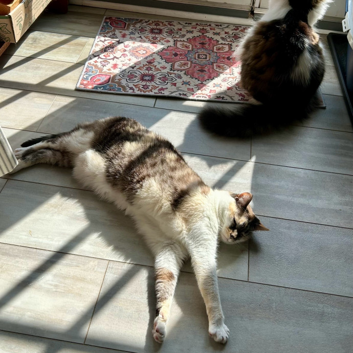 Fabulous Feline Friend Furever photo 2