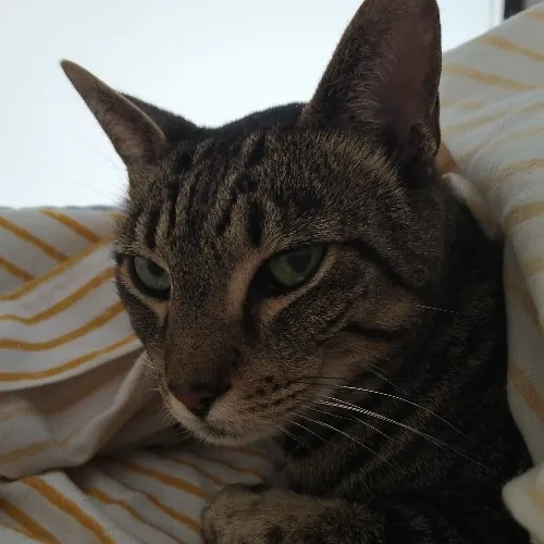 Crystal's Comfy Cat Care