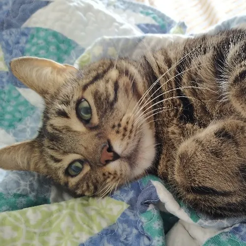 Crystal's Comfy Cat Care