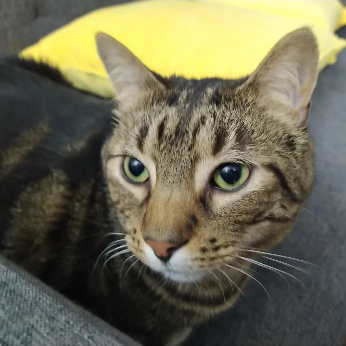 Crystal's Comfy Cat Care