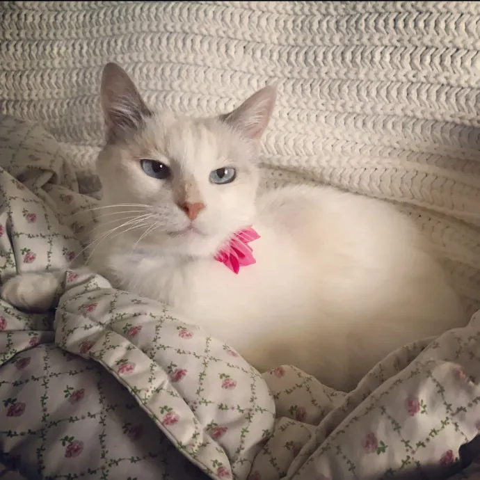 Pampered Purr Babies