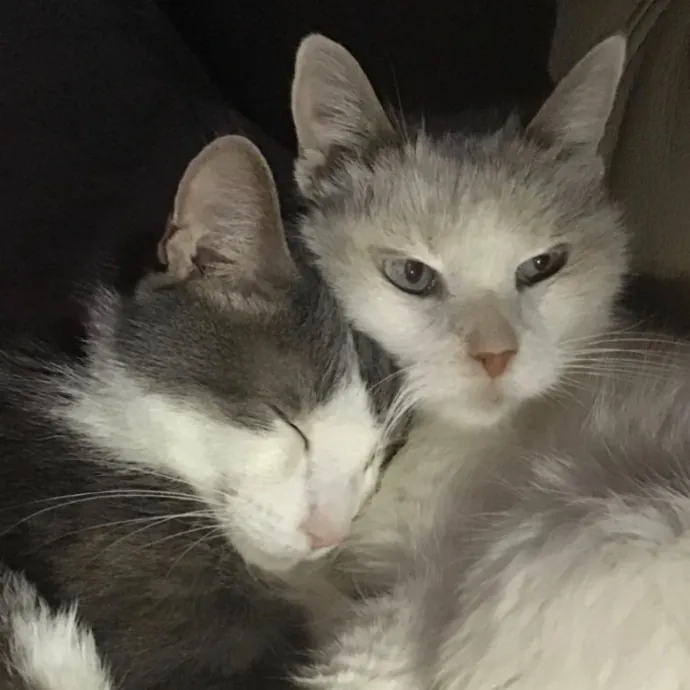 Pampered Purr Babies