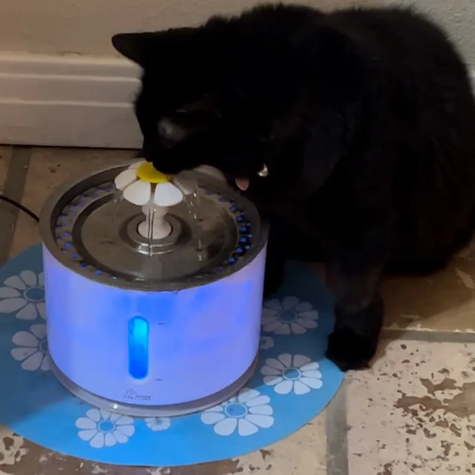 Pampered Purr Babies
