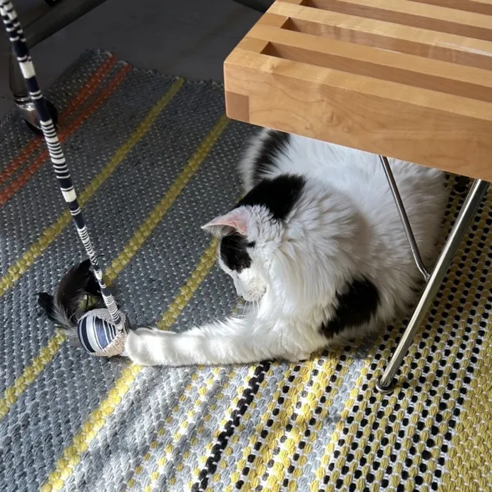 Pampered Purr Babies