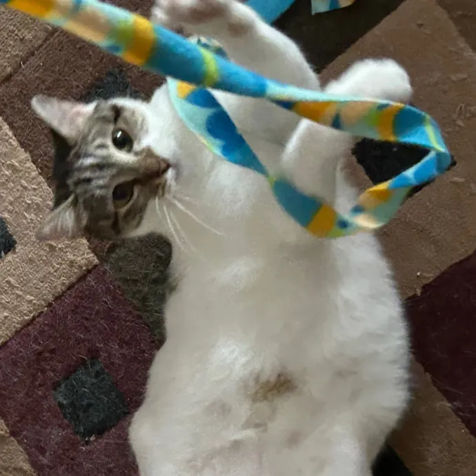 Pampered Purr Babies