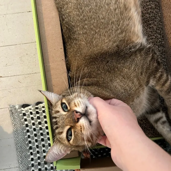 Pampered Purr Babies