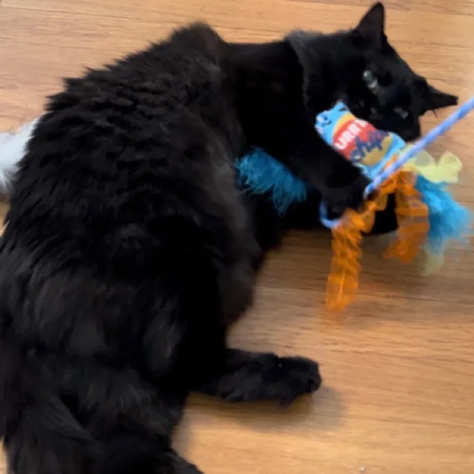 Pampered Purr Babies