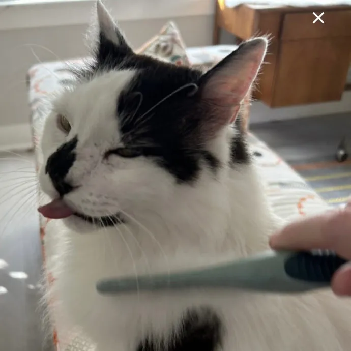 Pampered Purr Babies