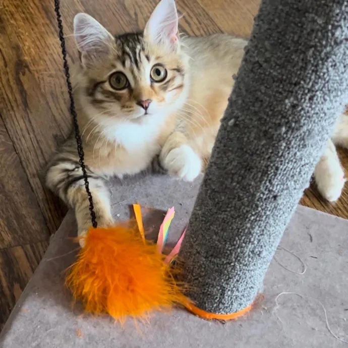 Pampered Purr Babies photo 4