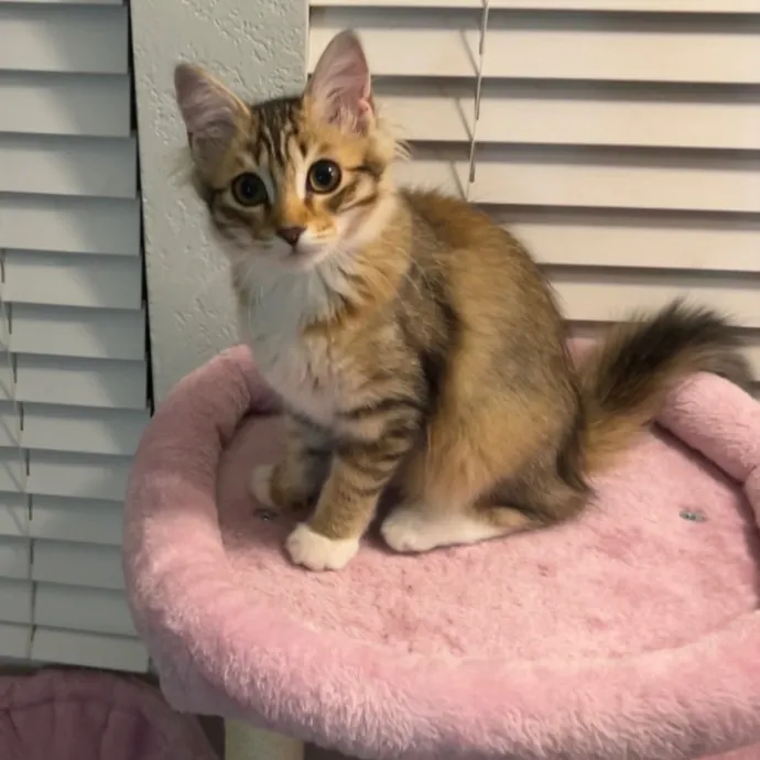 Pampered Purr Babies photo 3