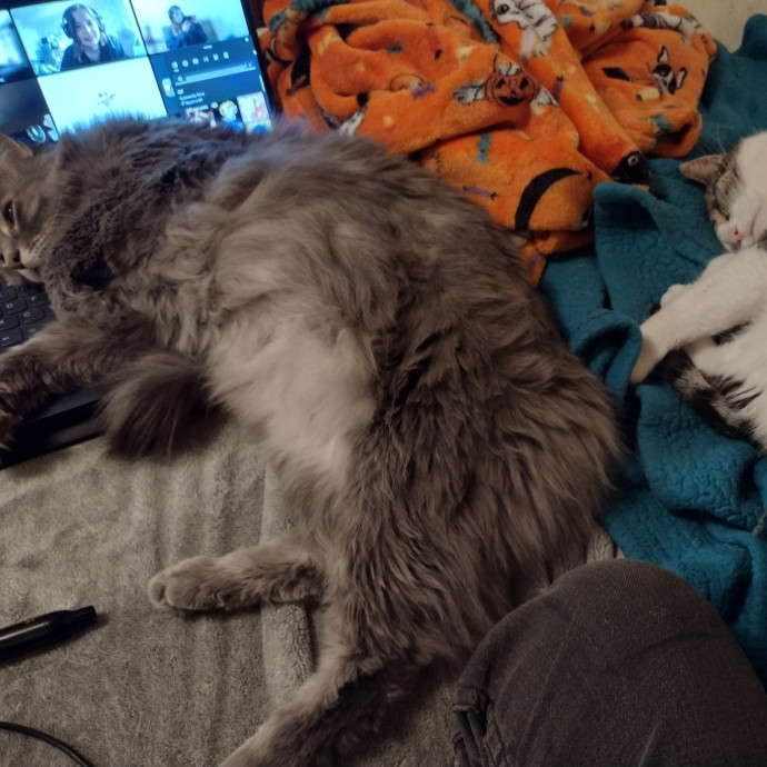 Raven's Happy Cat Care