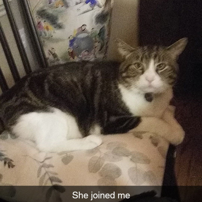 Raven's Happy Cat Care