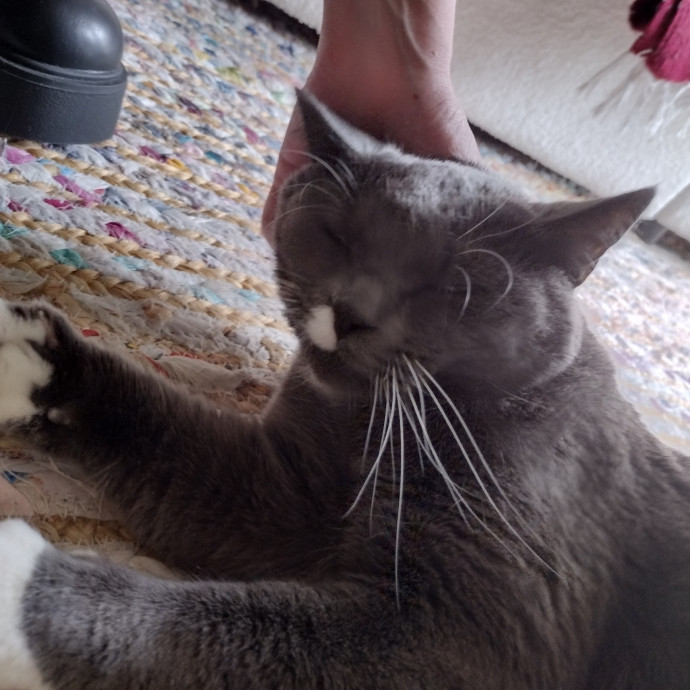 Raven's Happy Cat Care