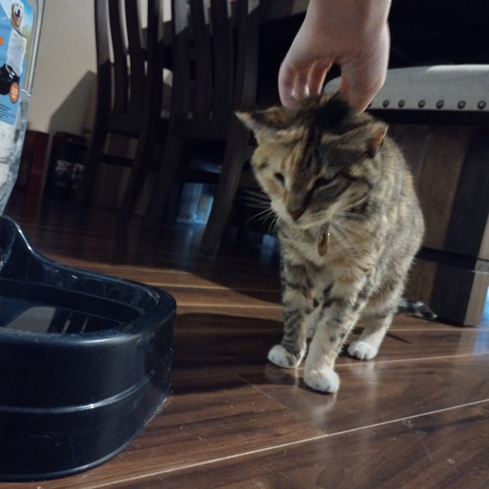 Raven's Happy Cat Care
