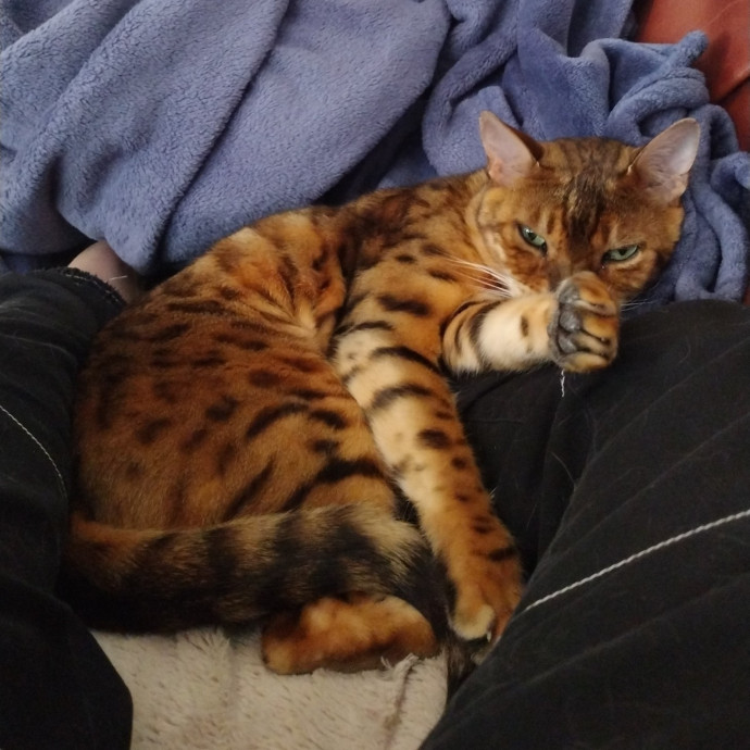 Raven's Happy Cat Care