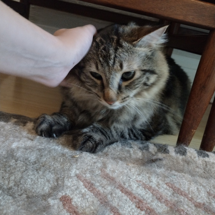 Raven's Happy Cat Care photo 3