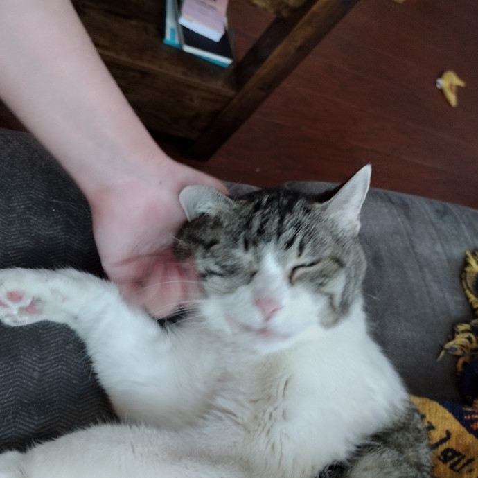Raven's Happy Cat Care photo 2
