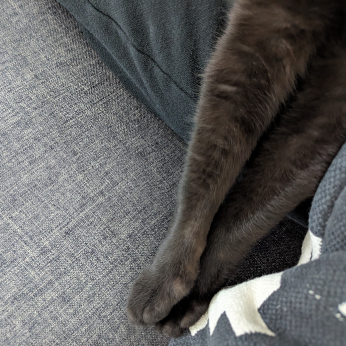 Loving Cat Sitter You Can Trust