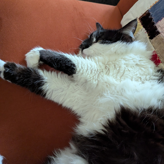 Loving Cat Sitter You Can Trust