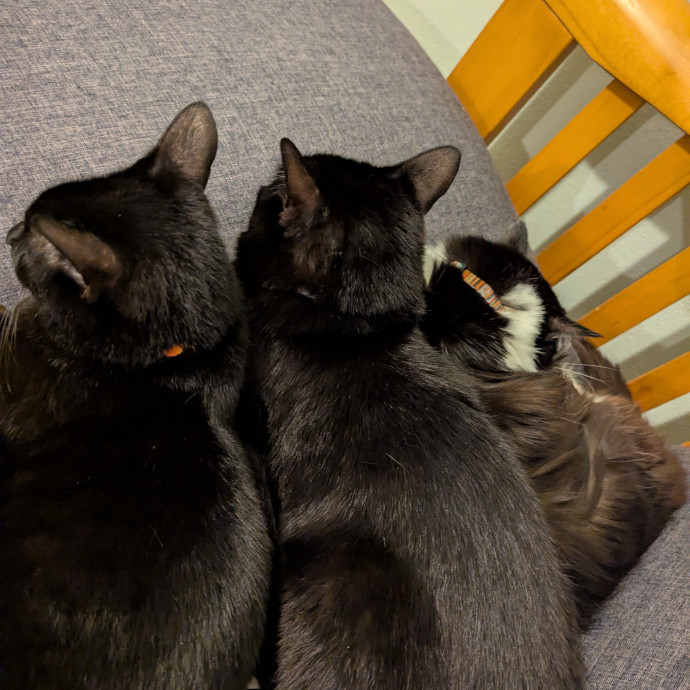 Loving Cat Sitter You Can Trust