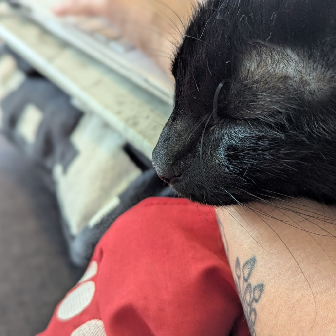 Loving Cat Sitter You Can Trust
