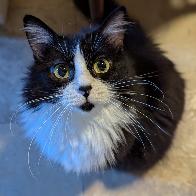 Loving Cat Sitter You Can Trust