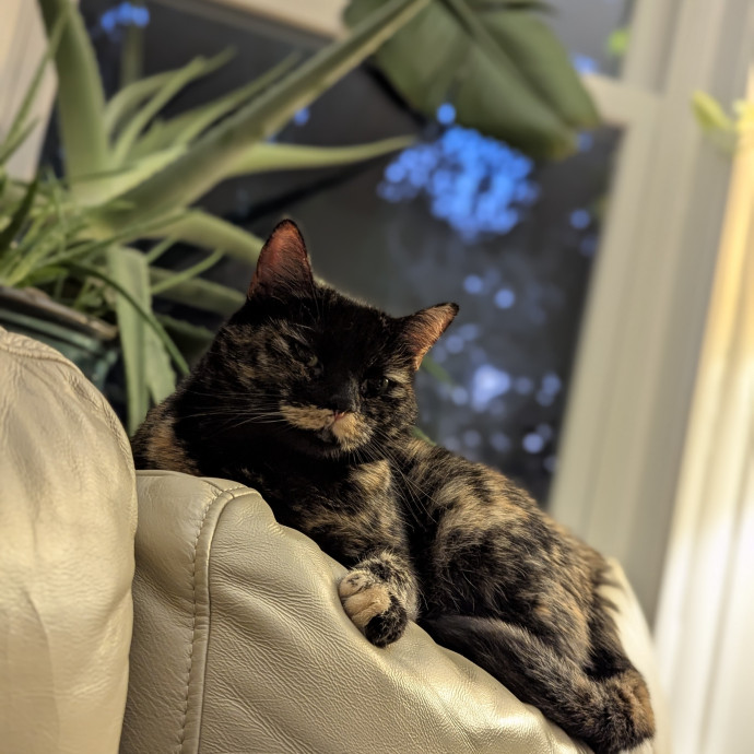 Loving Cat Sitter You Can Trust