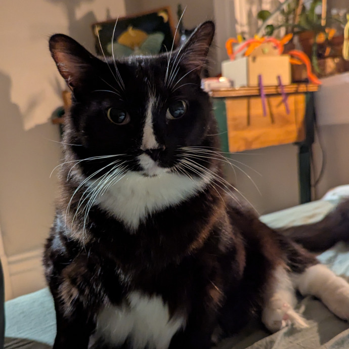 Loving Cat Sitter You Can Trust